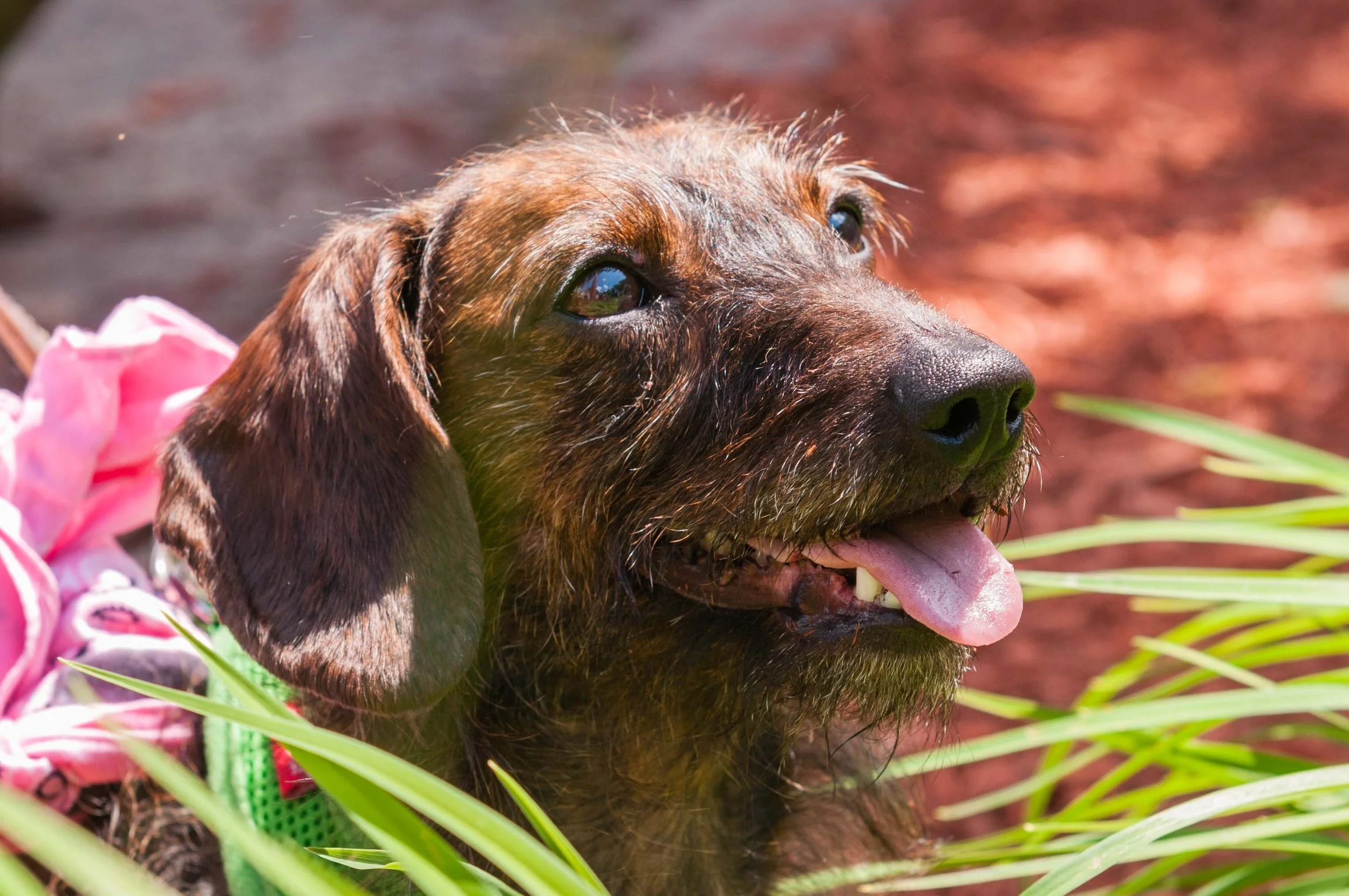 MCGUIRE_WIENERS-7.jpg