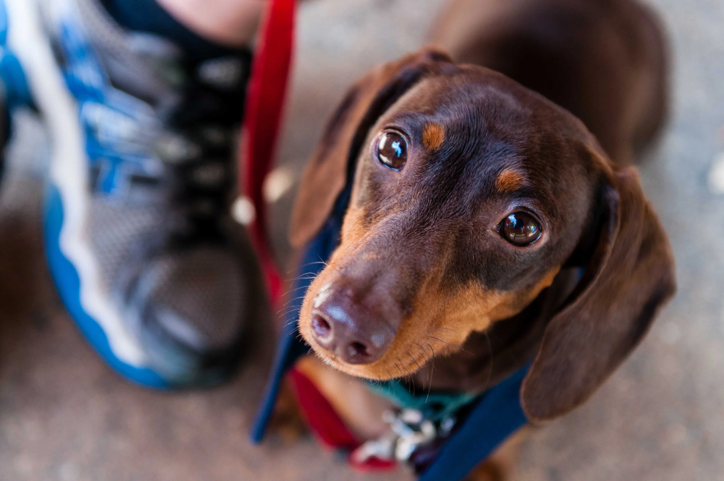 MCGUIRE_WIENERS-13.jpg