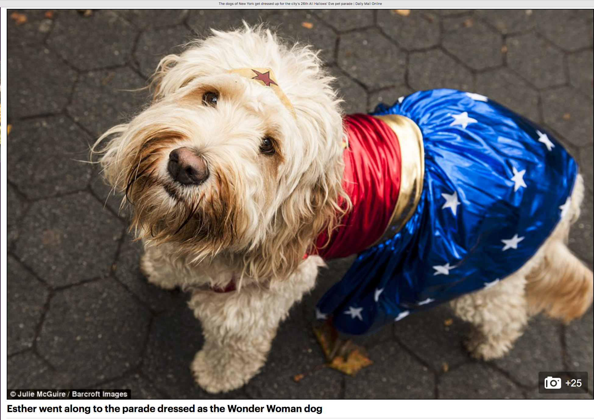 Esther the Wonder Woman (Dog) (Copy)