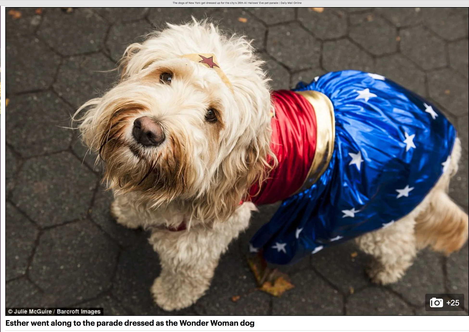 Esther the Wonder Woman (Dog)