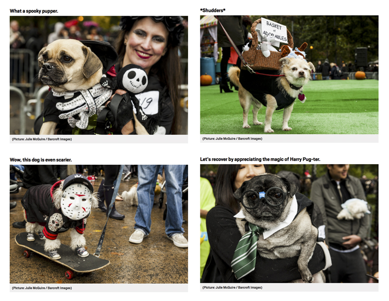 Halloween Dog Parade (Copy)