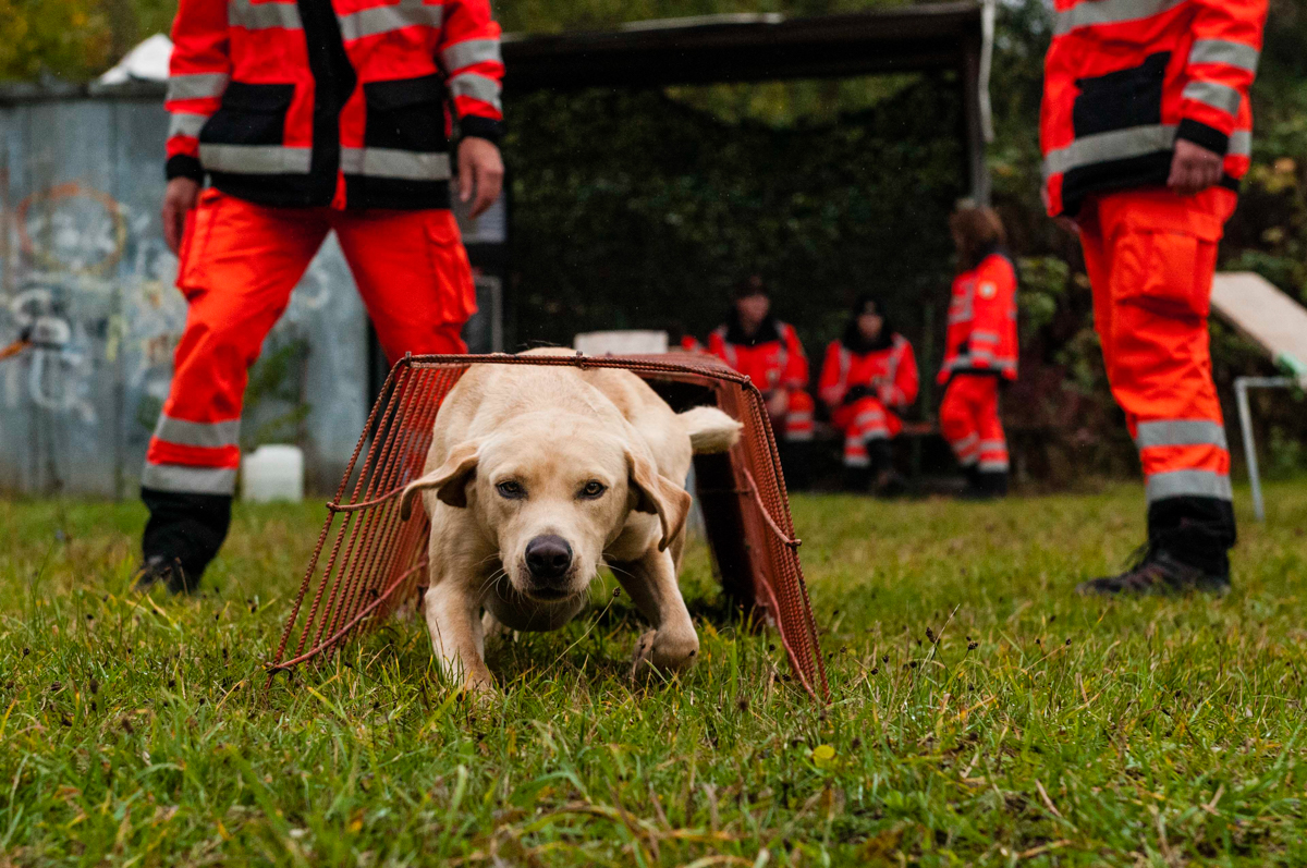 MCGUIRE_RESCUEDOGS_006.jpg