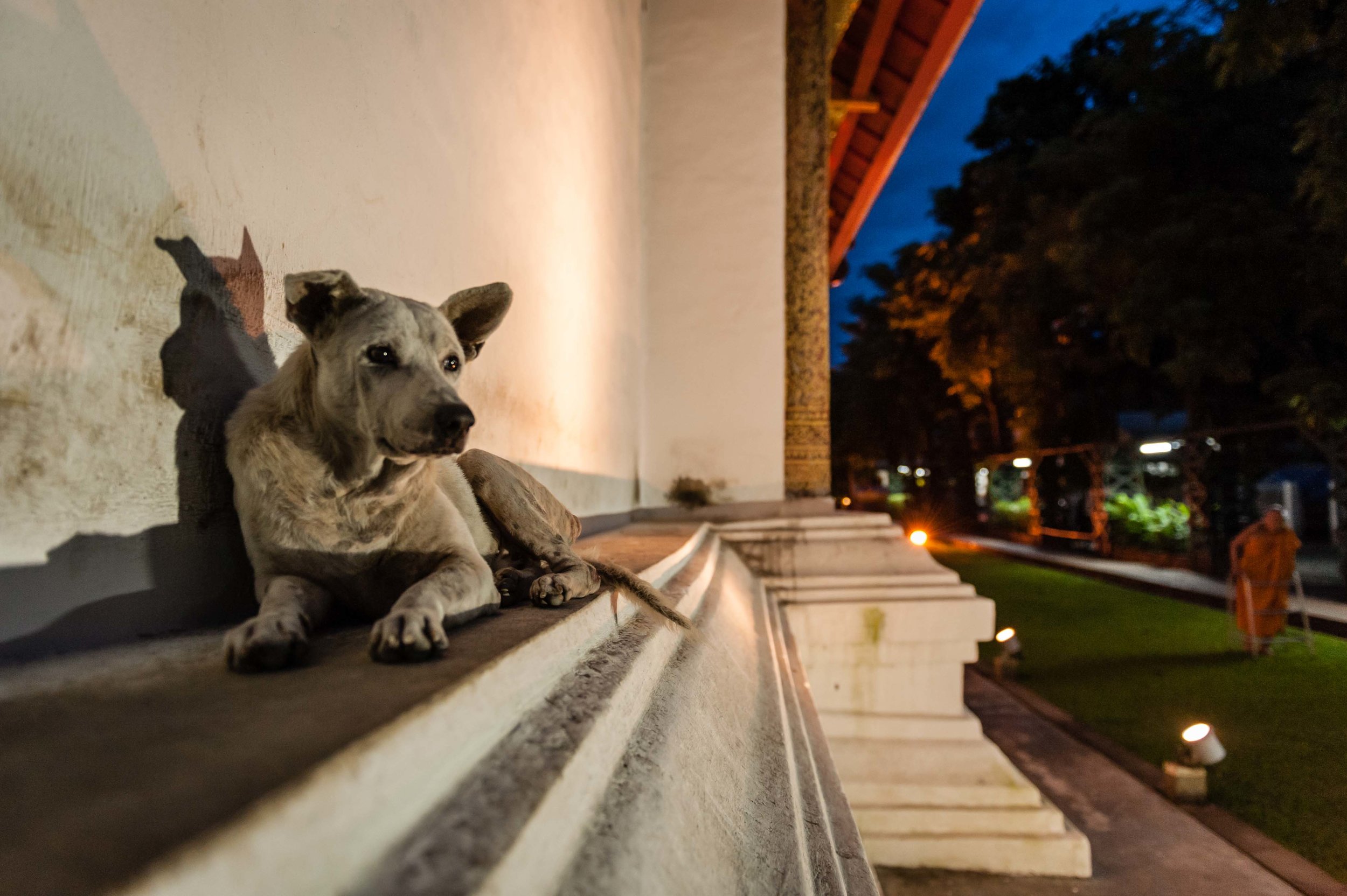 Temple Dogs of Chiang Mai, Thailand