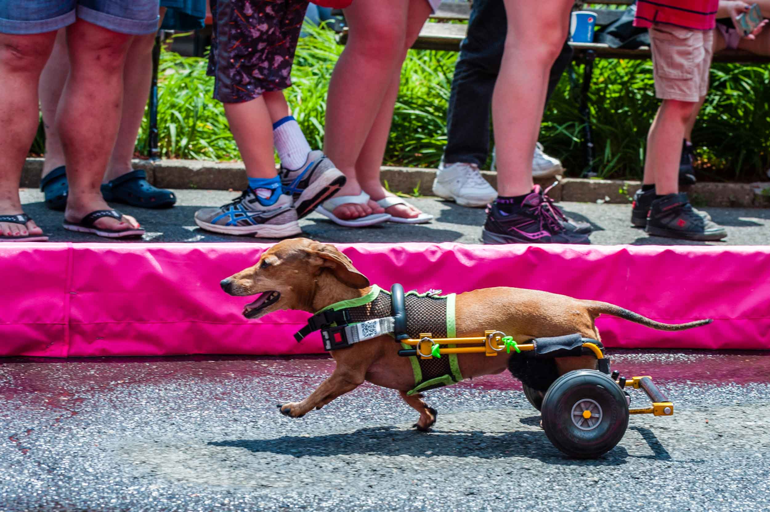 Wiener Dog 100 Races 2016, Connecticut