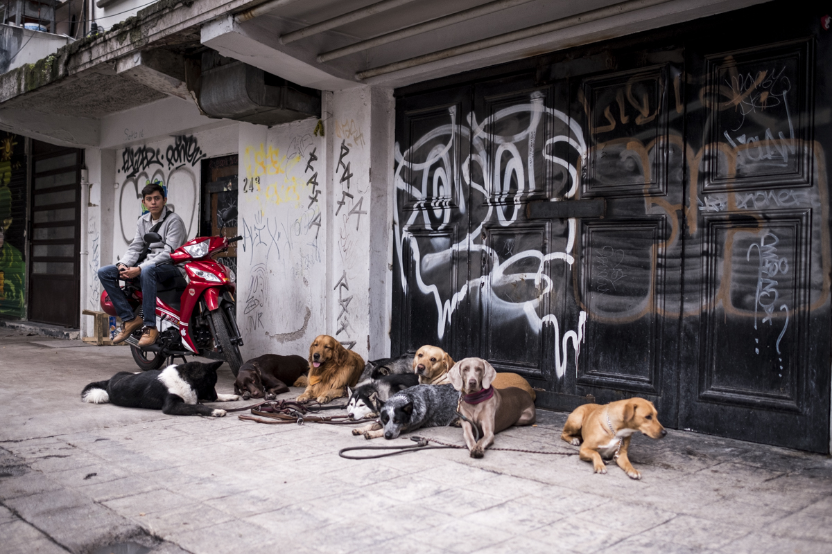 Dogs of Mexico City