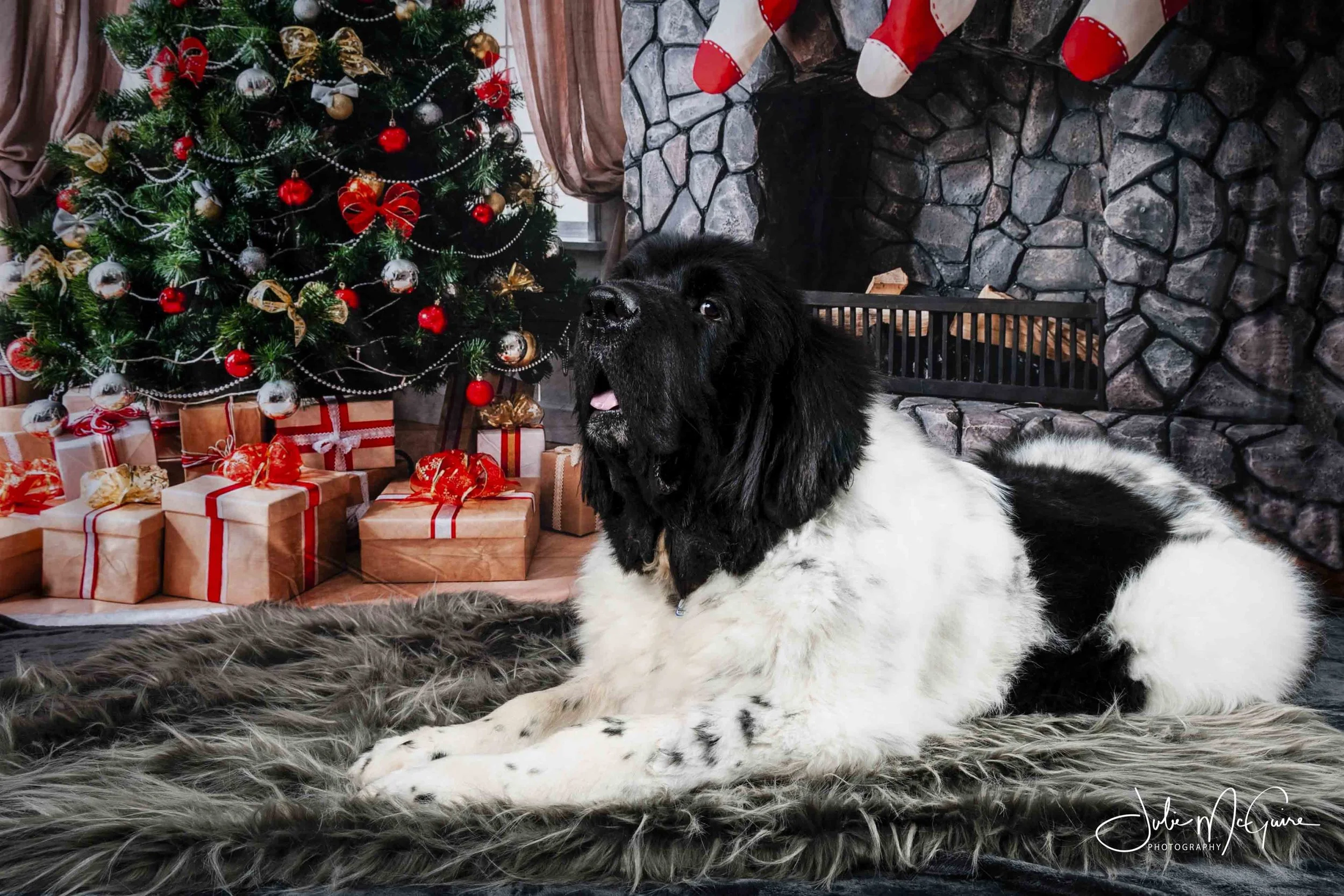 Fred the Newfoundland LOVED his Holiday photo session!