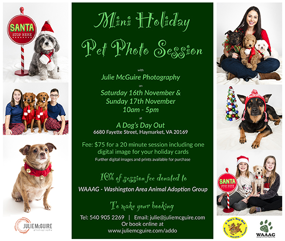 HERE COME OUR HOLIDAY MINIS!