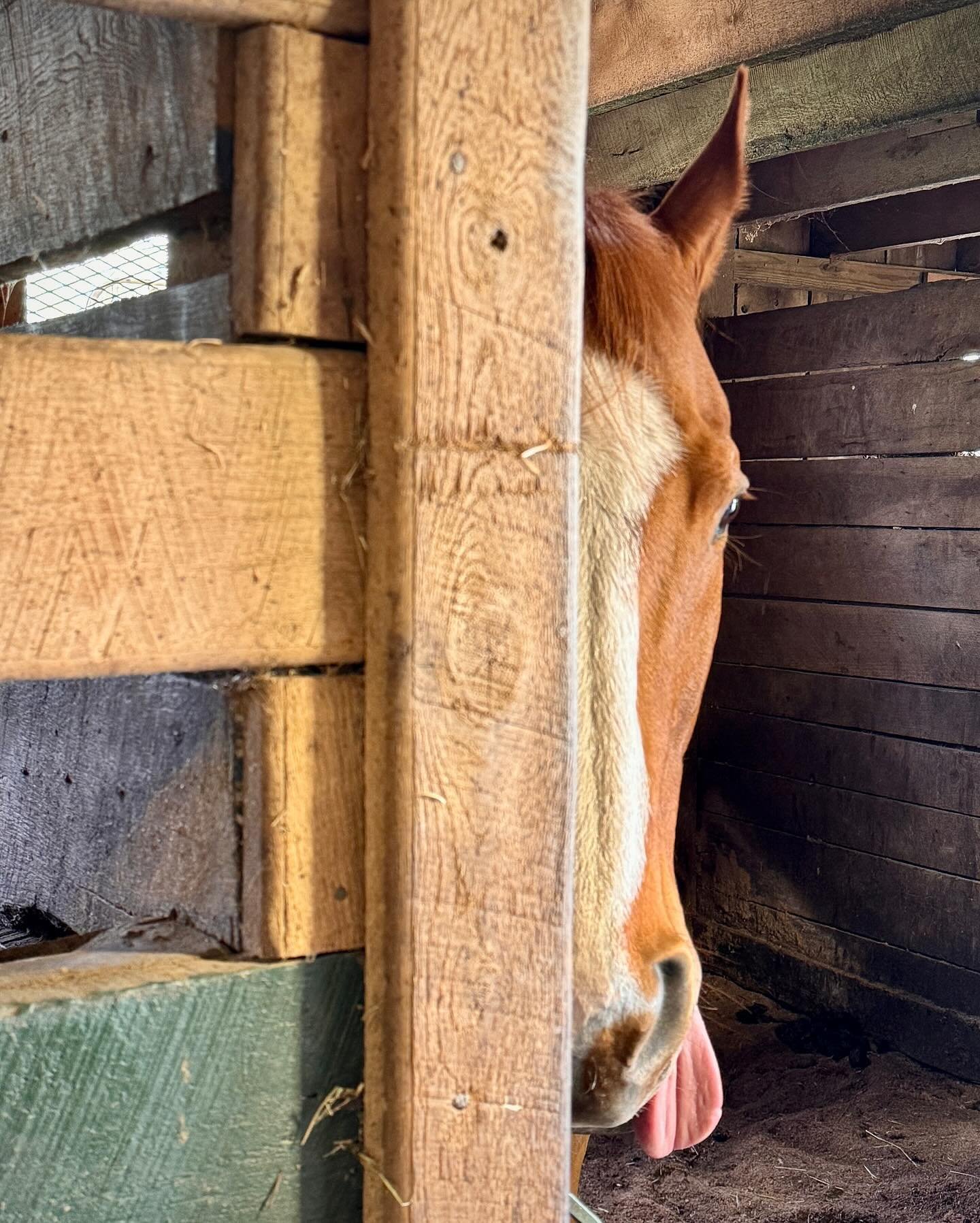 Just peeping, wanting more treating &hellip; #souffle @cabinbranch_farm @island.equestrian.97