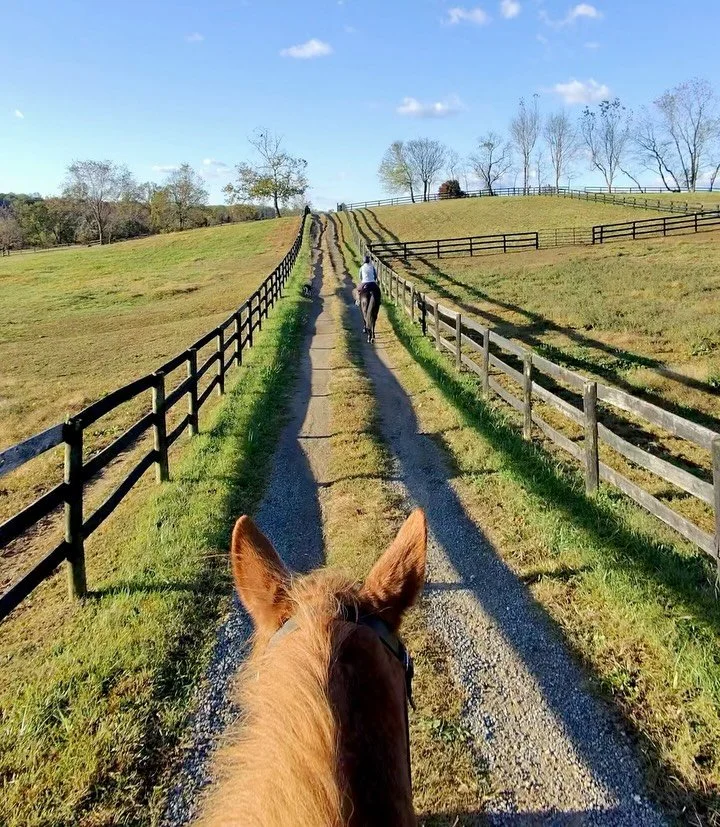 Lovely Fall morning for a hack out at @cabinbranch_farm. Testing out our new @raybanmeta glasses 🤓 Making Mango more handsome than ever! 🥭 🐴 ❤️