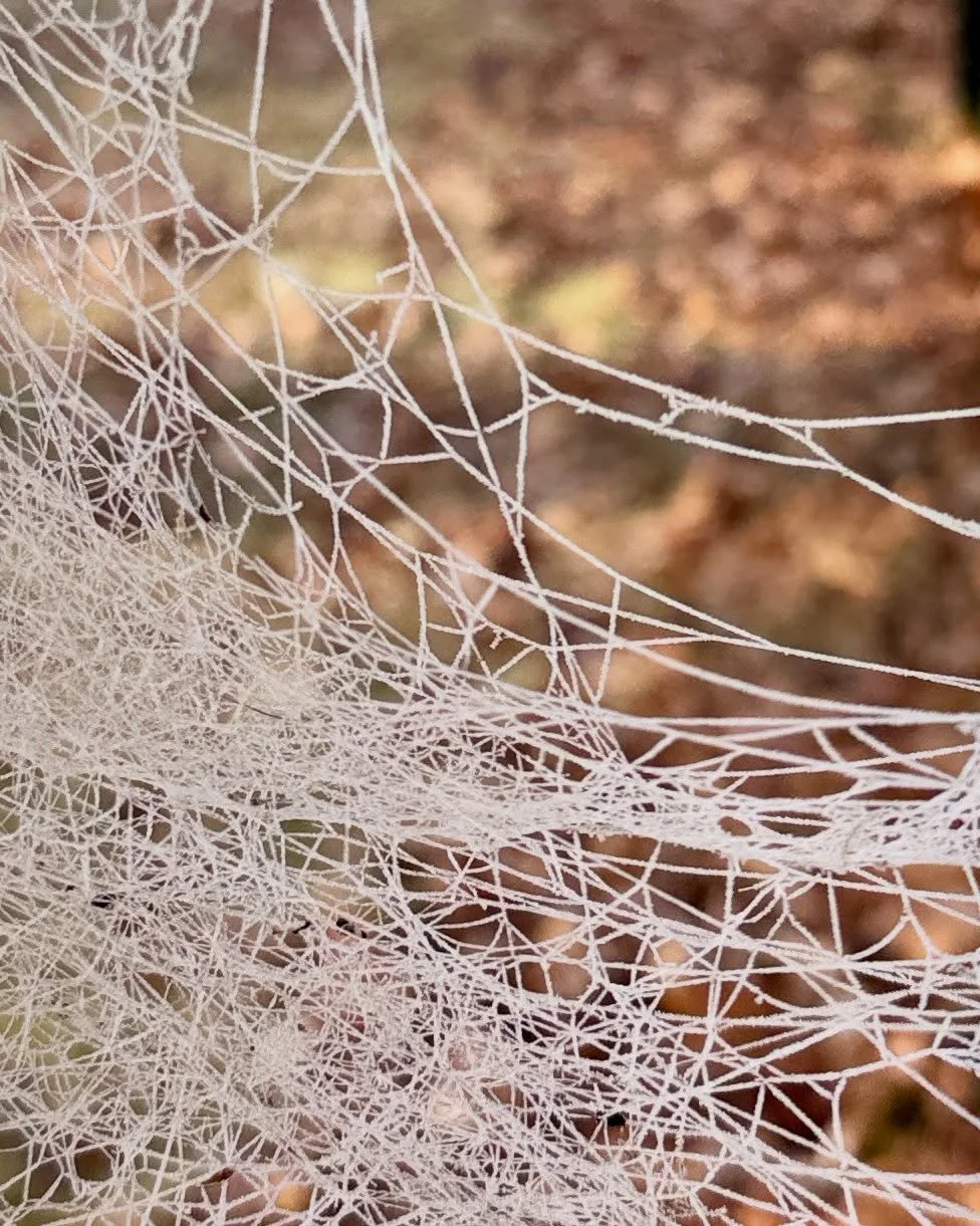 Frosty spider web and frosty doors. Feels like 29. Brrrrr 🥶 ❄️