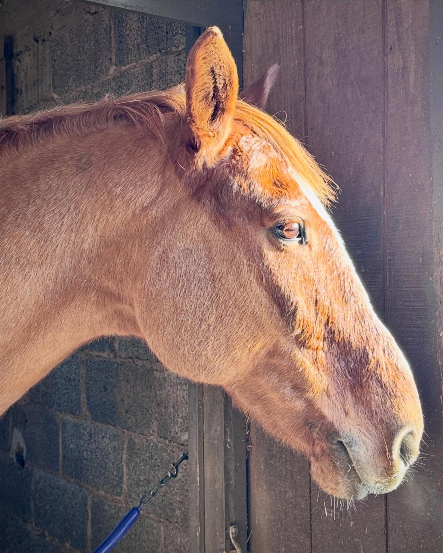 The most handsomest of boys dreaming of Christmas carrots 🥕 🥭 ❤️🎄🎅