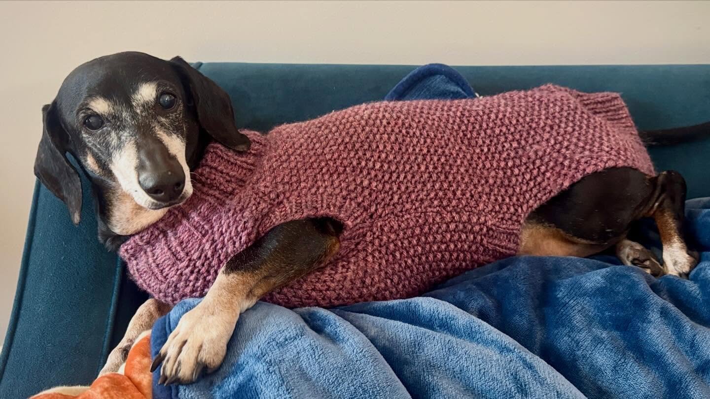 Minnie says, snow day? No way! Comfortable on the back of the sofa, watching the birds, wearing her @bettysketcher creation ❤️