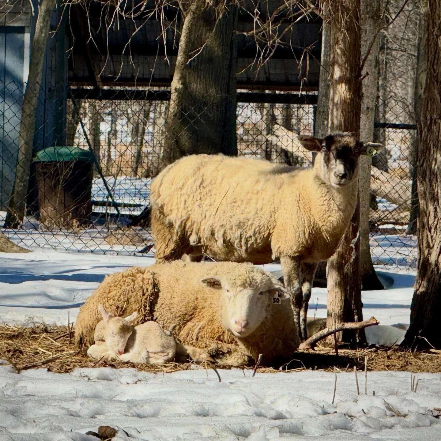 🌺 Spring MUST be in the air! 🐑 Baby lambs are here! ❤️ #virginia #springtime #lambing2026