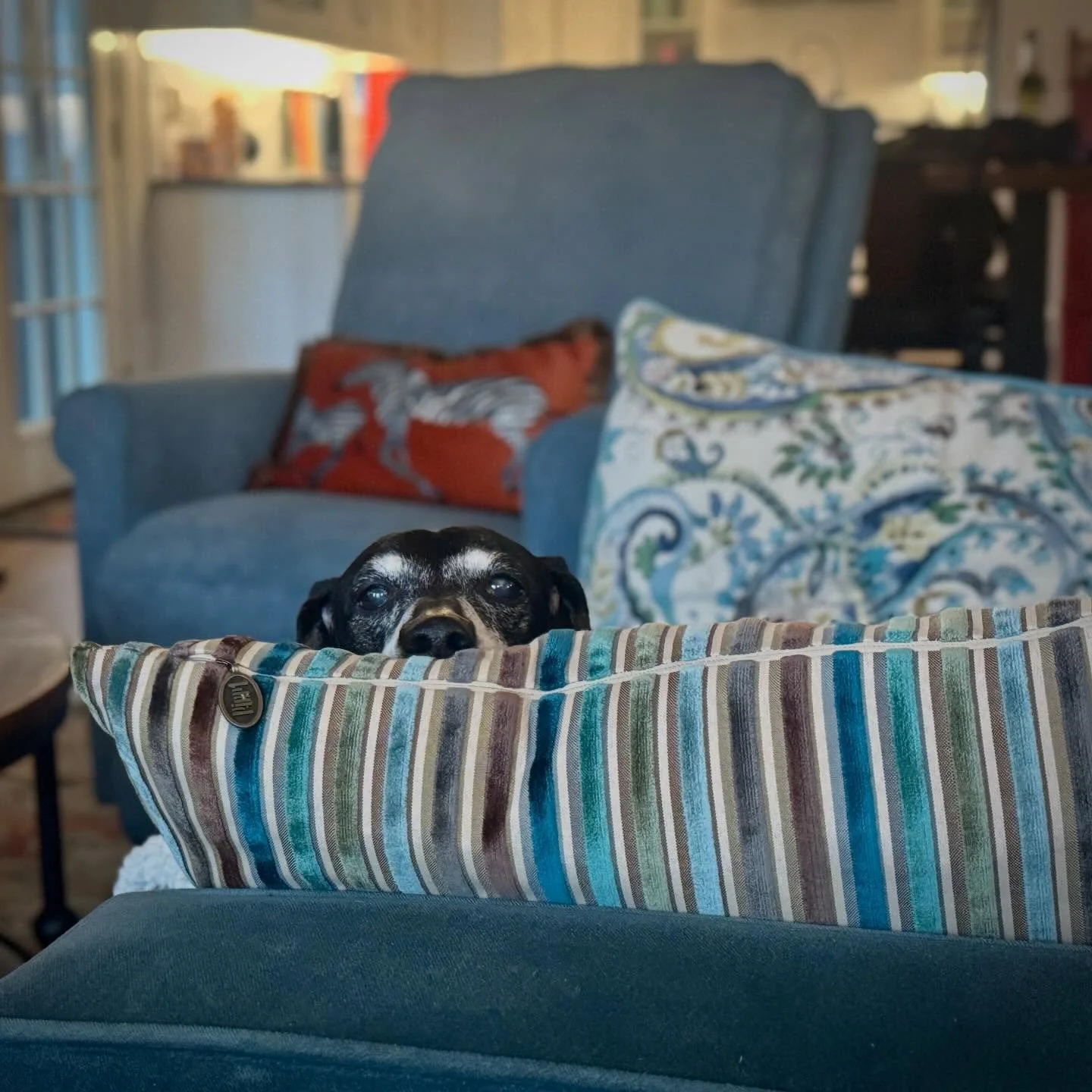 👀 

#dachshundsofinstagram #dachshund #seniordog