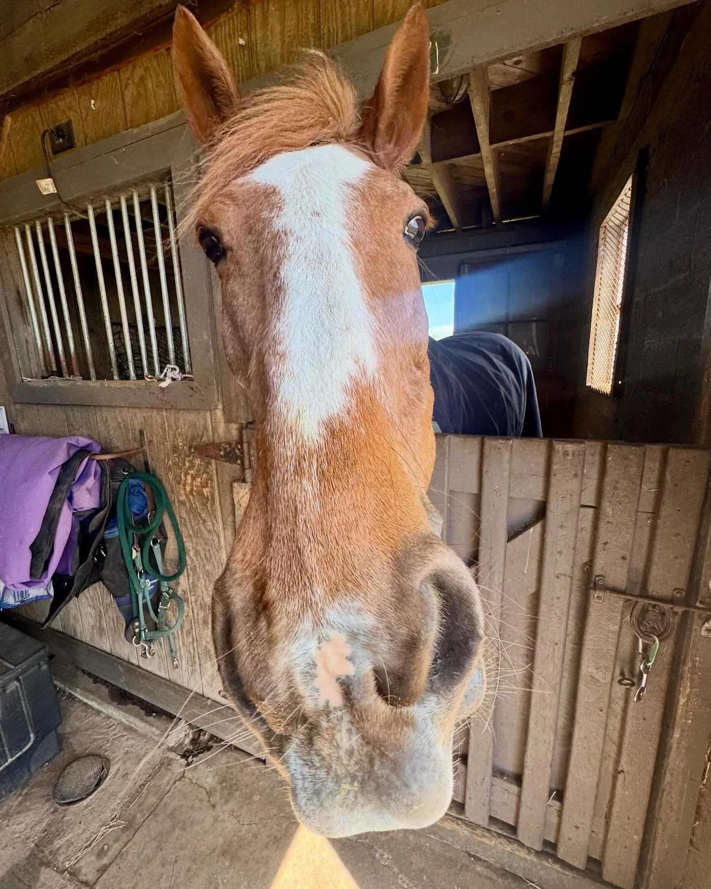 Happy gotcha day to this little monkey! Five years have flown by and he gets cheekier by the day! 🥭 🐴 ❤️