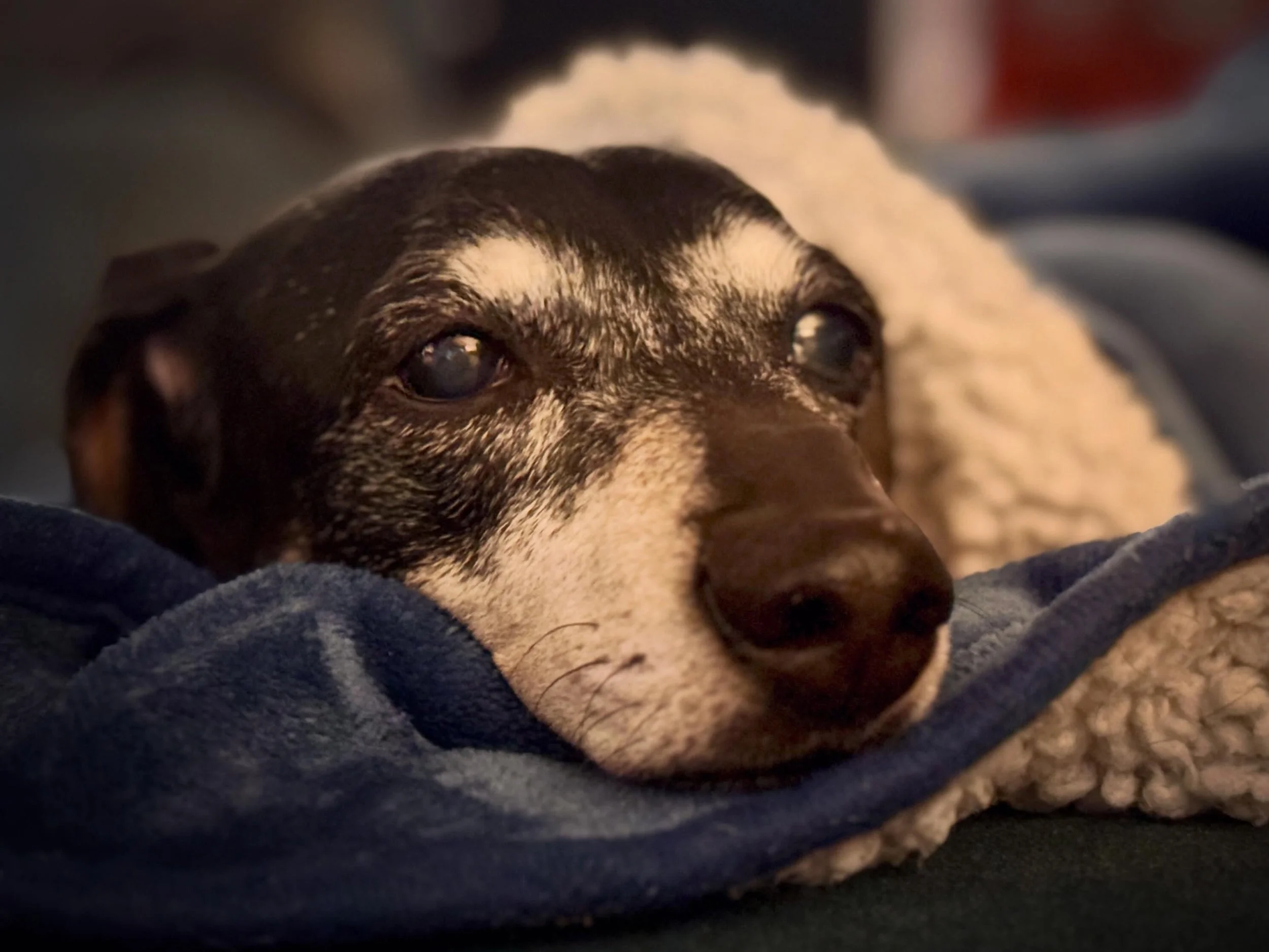 Dreaming of dad&rsquo;s return 

@tomfmcguire #minnie #dachshunds #dachsundsofinstagram #seniordog #dachsundoftheday