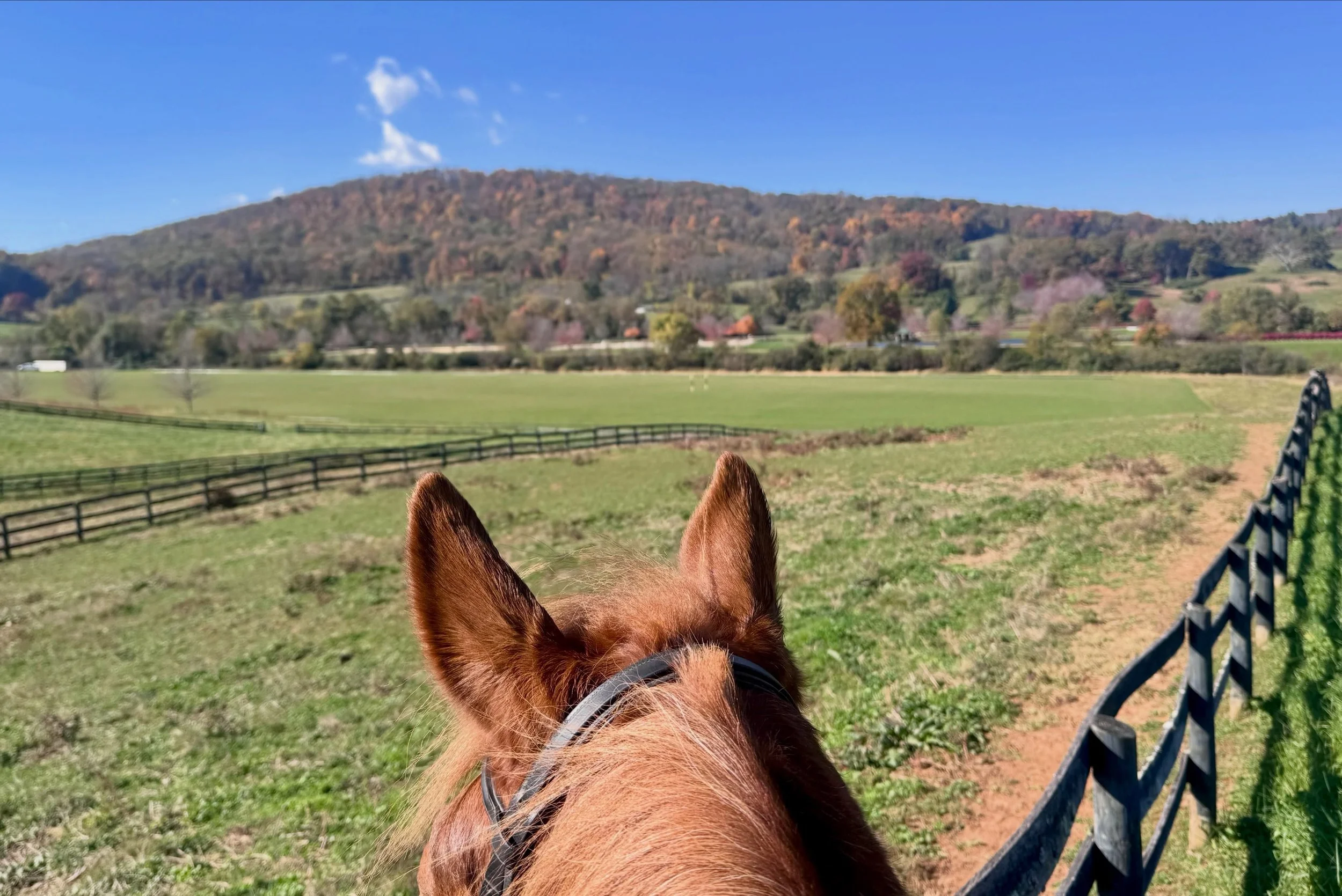 Beautiful morning for a relaxing hack taking in the fall colors and the fresh air. 🍁 🐴 🐎 

@morningside.eventing #morningsideeventing #virginia #VA #fauquiercounty #october
