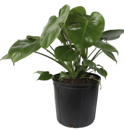 Split Leaf Philodendron