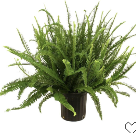 Fern