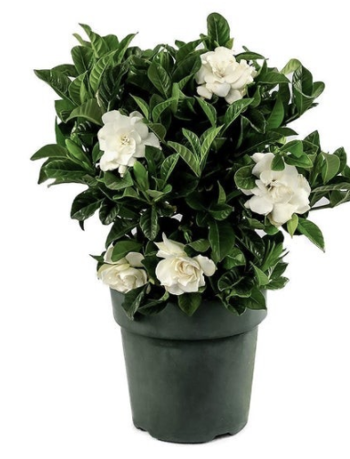 Gardenia Bush