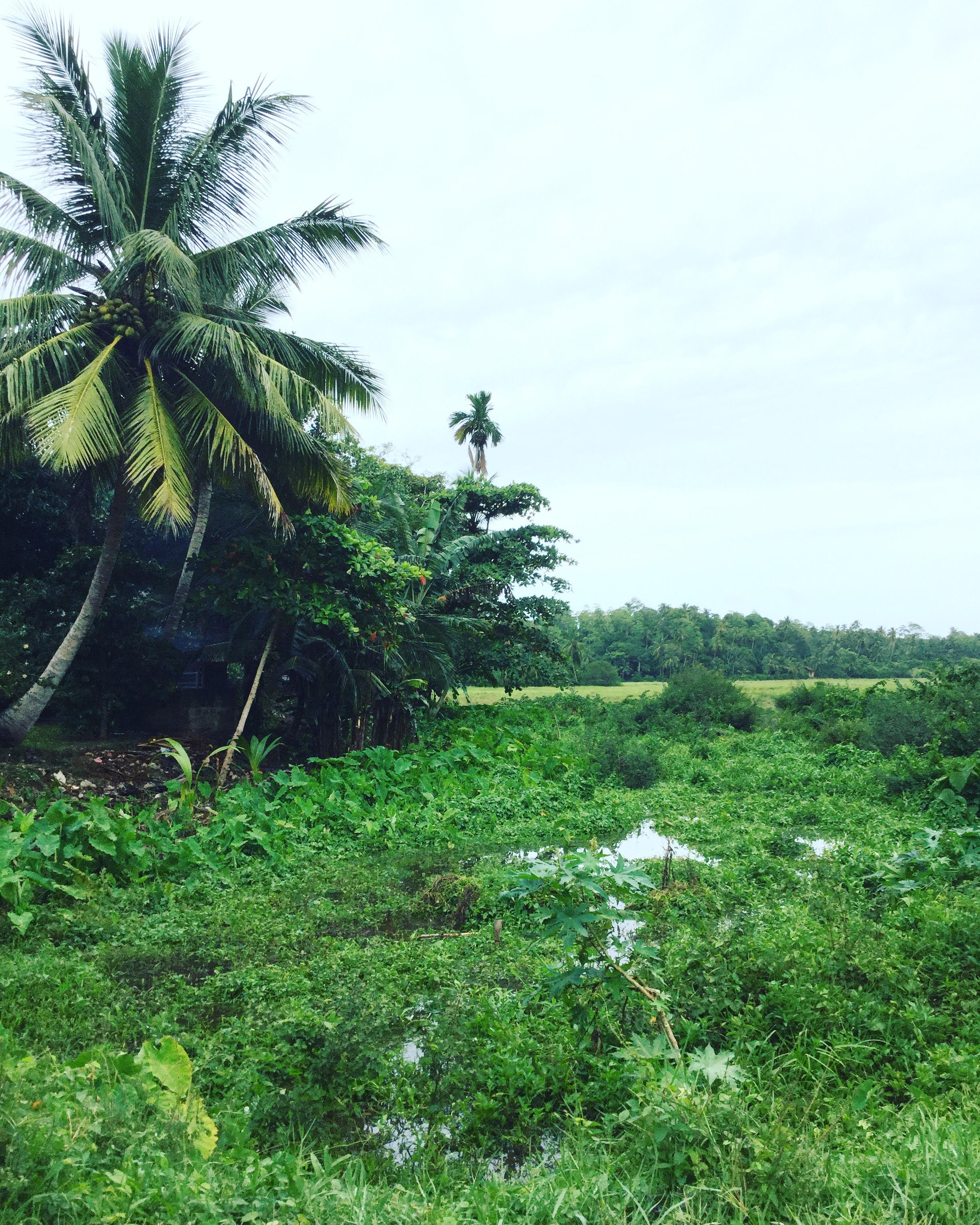 sri lanka 2.jpg