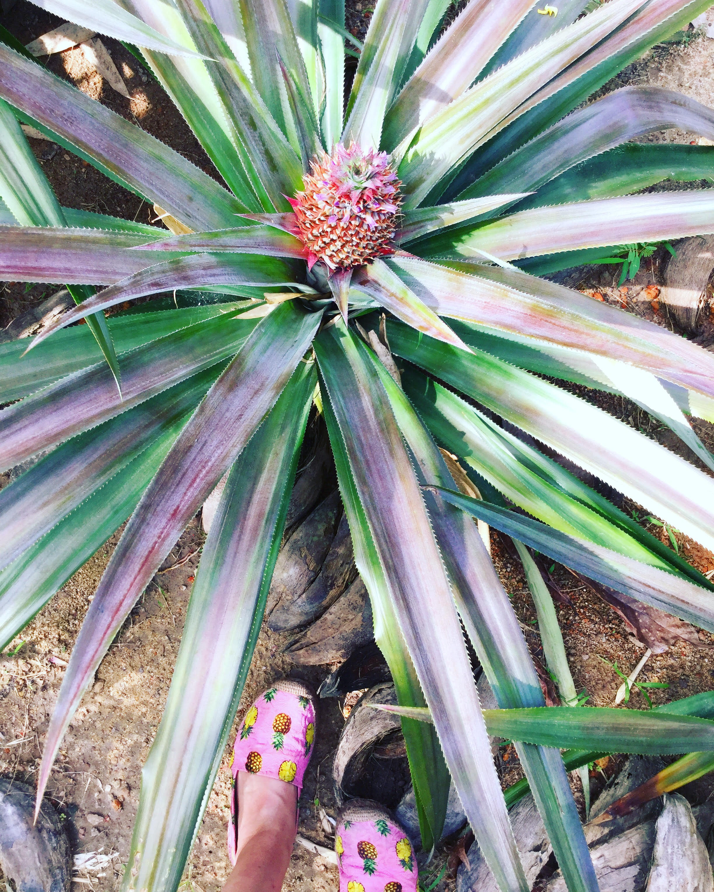 pineapples.jpg