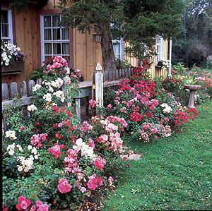 Border of Flower Carpet Roses