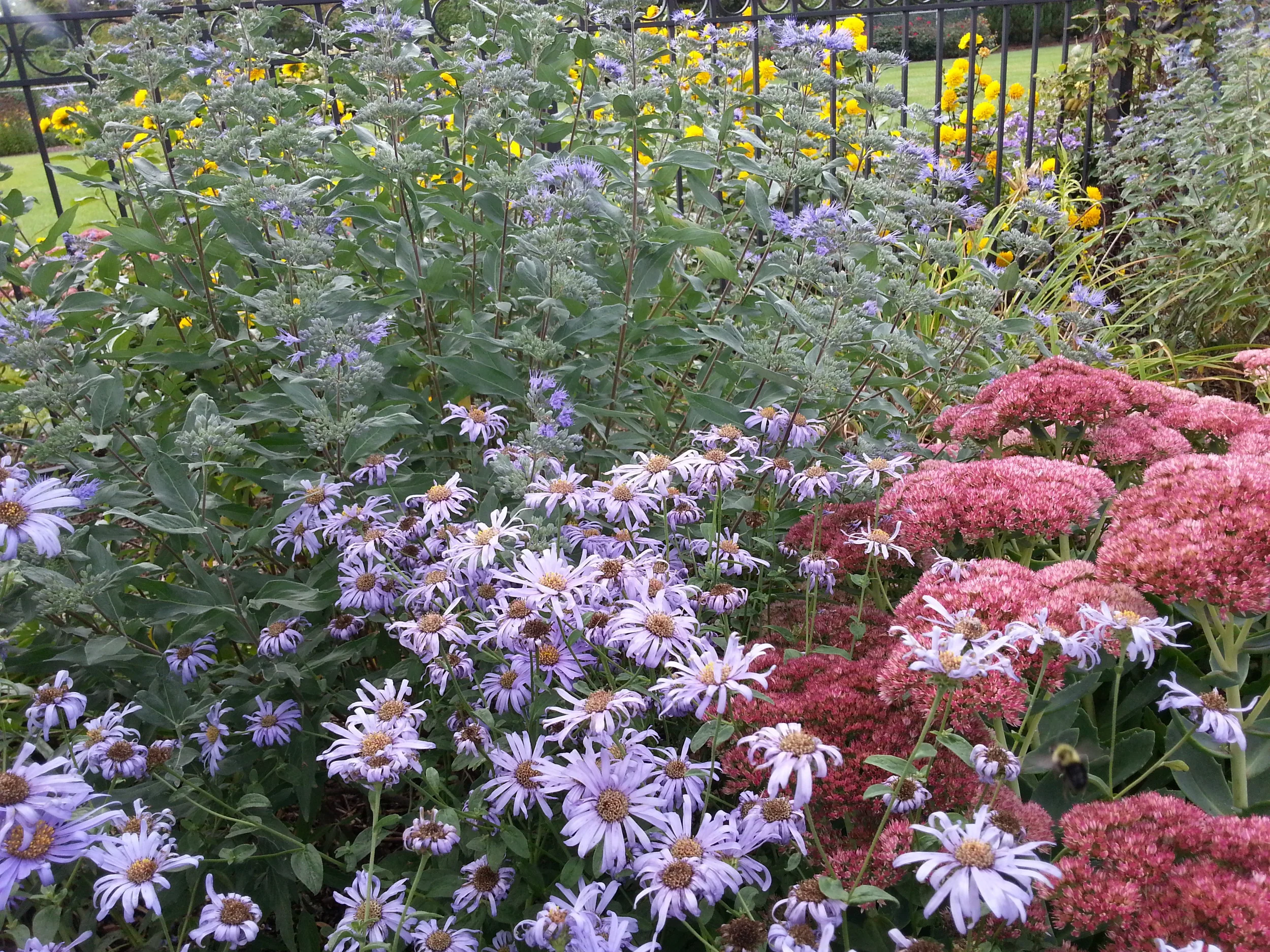 Asters13.jpg