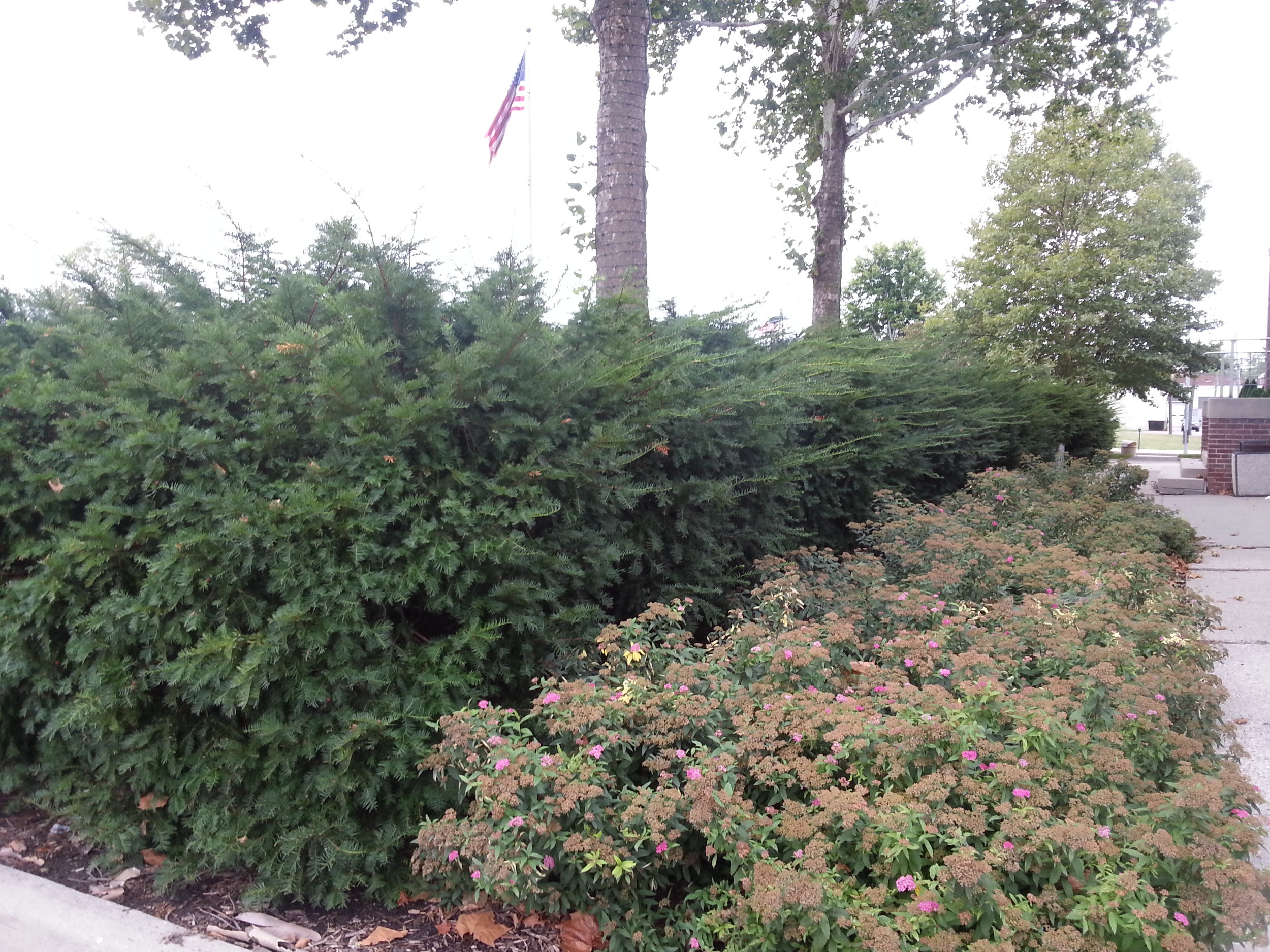 Overgrown and overwhelming taxus