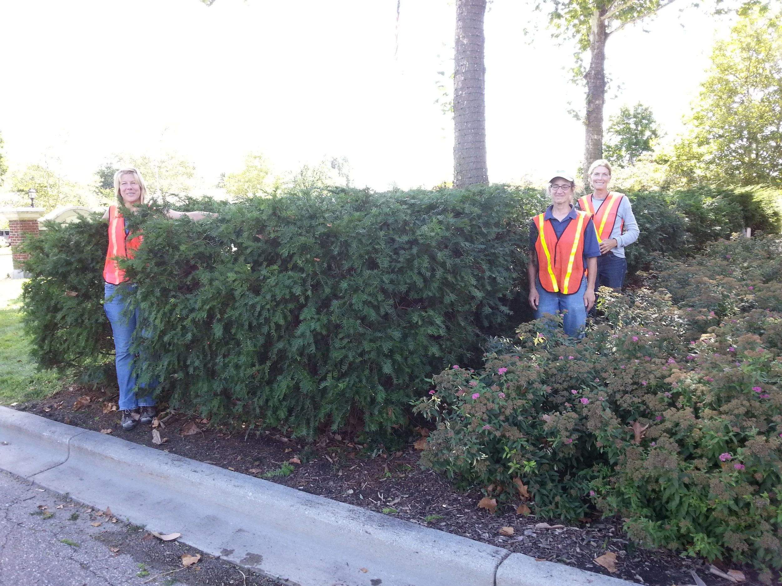 Careful pruning ends with a lush, green hedge as a backdrop for the spirea
