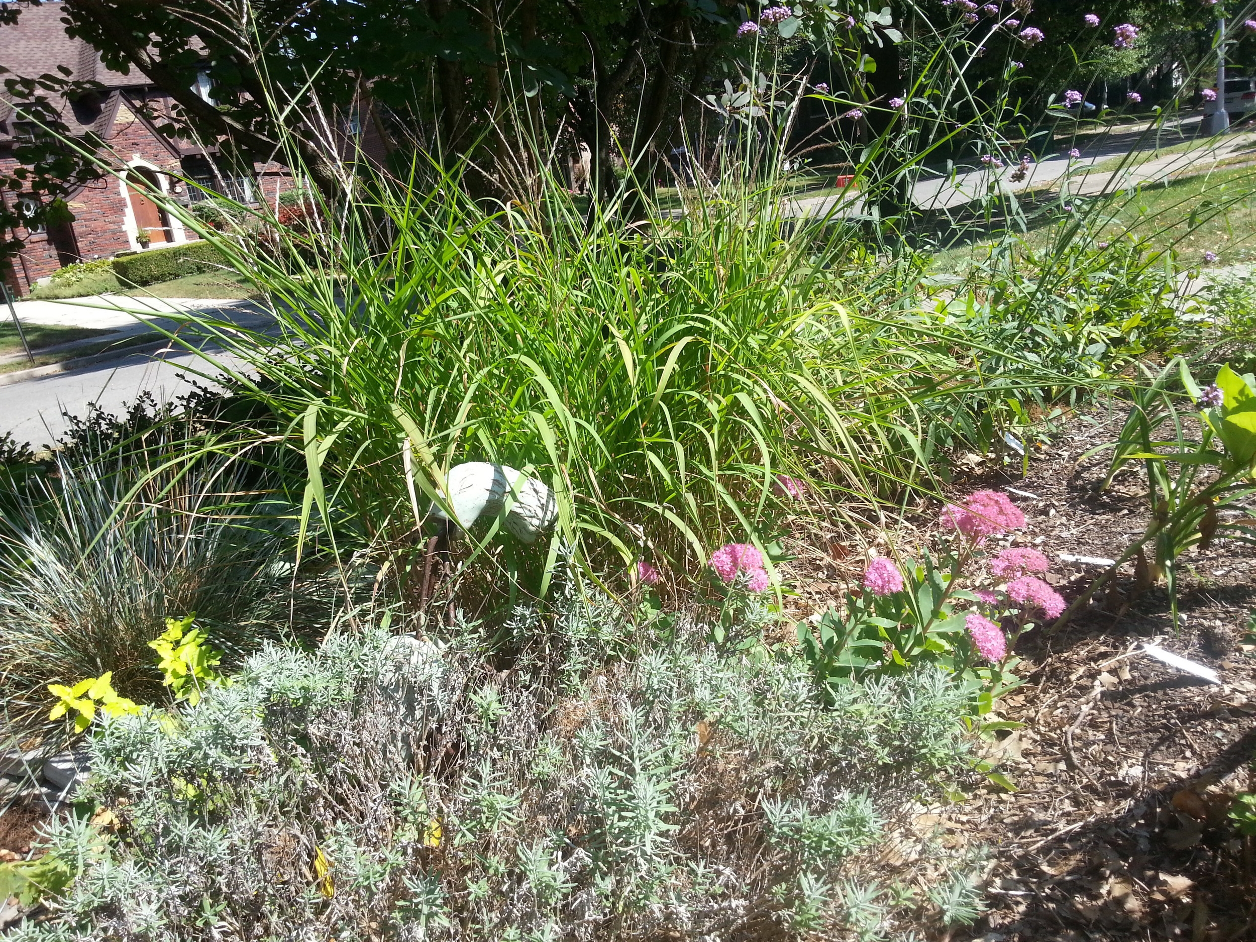 Grouping of drought tolerant perennials, lavender, sedum and calamagrostis a. Karl Foerster