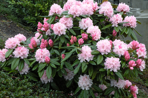 Have the rhododendron grown to outrageous heights?
