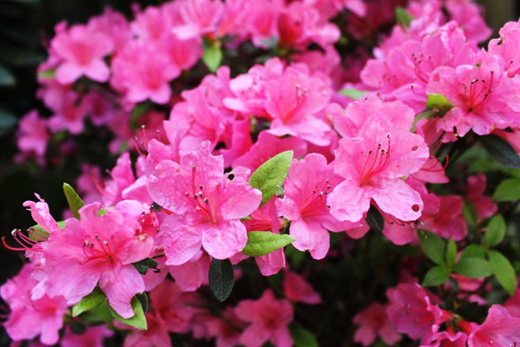 Is that azalea looking a little out of balance?
