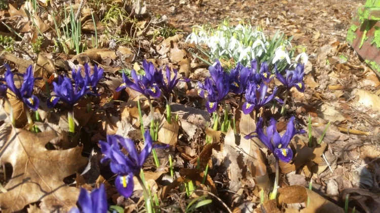 Iris and Snowdrop.jpg