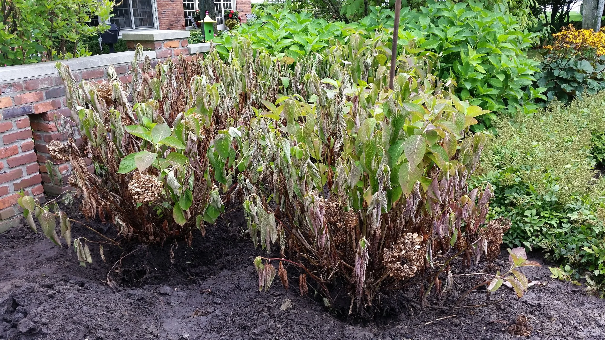 042717_Drought 2.jpg