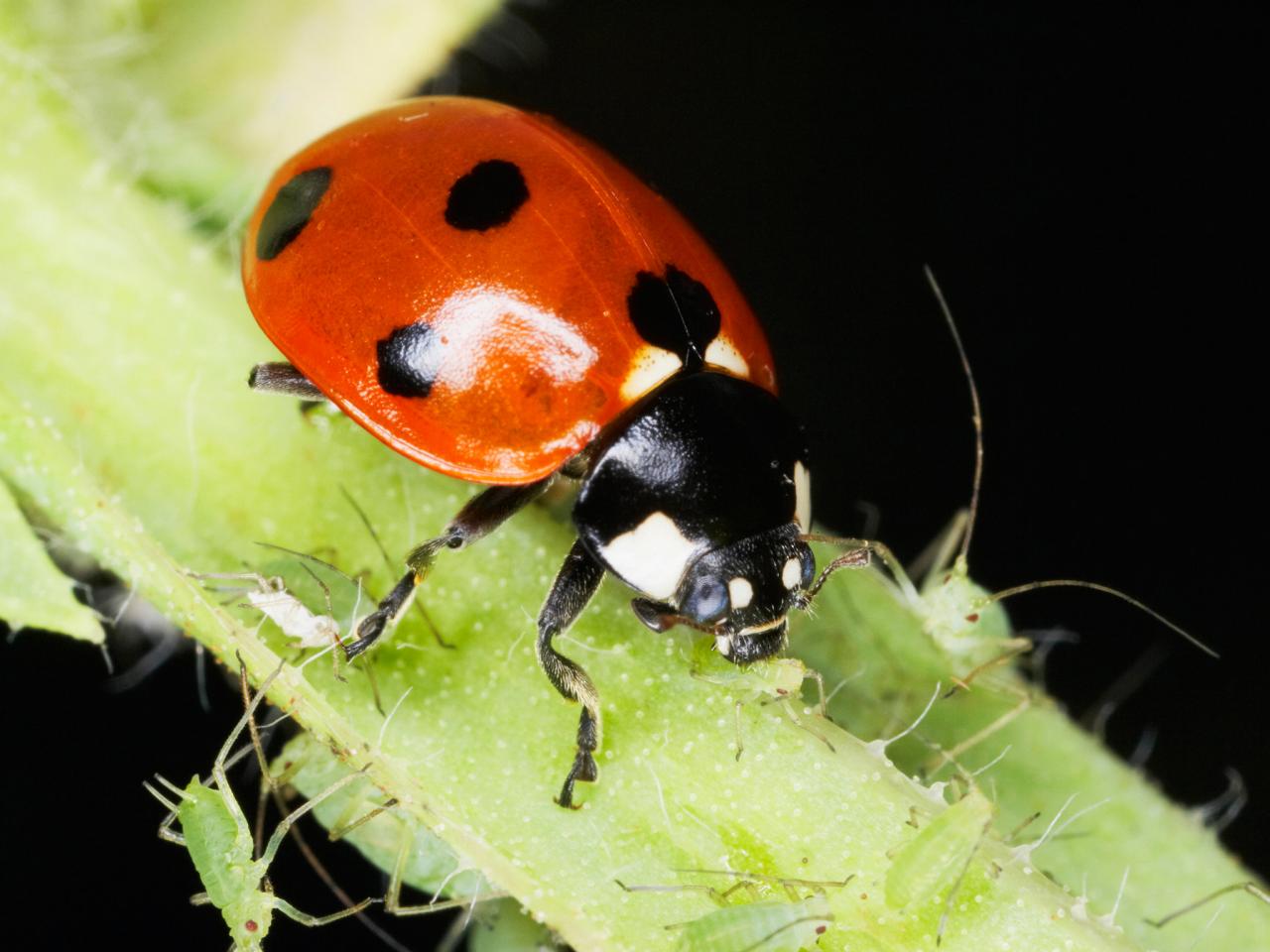Ladybug dining.jpeg