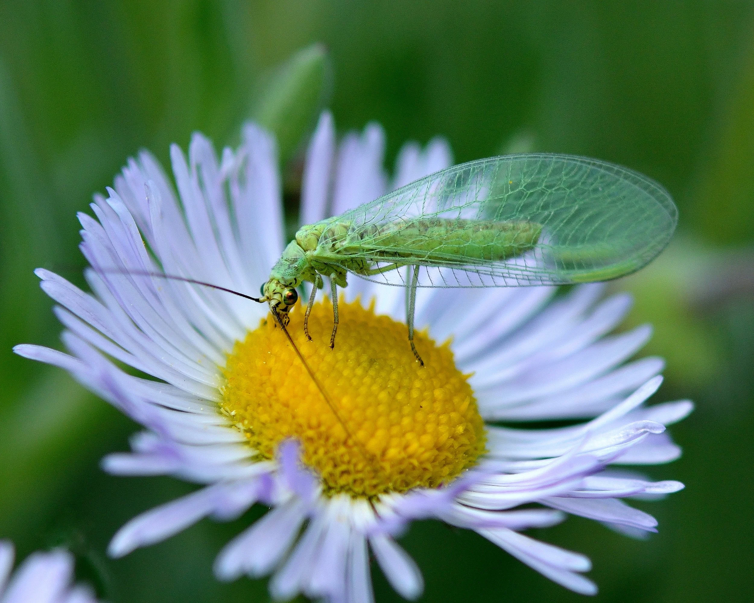 Lacewing on Daisy.jpg