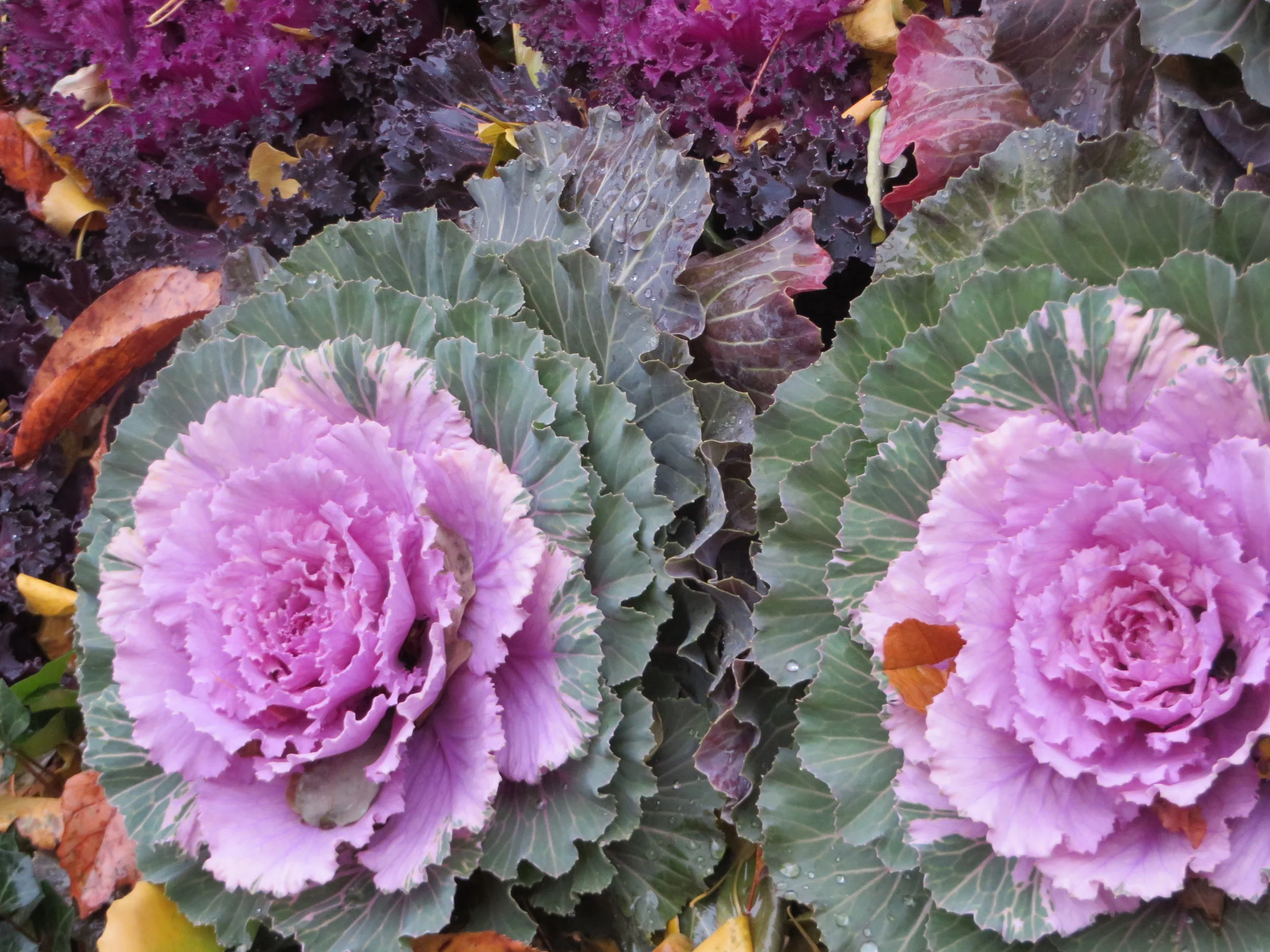 KALE.jpg