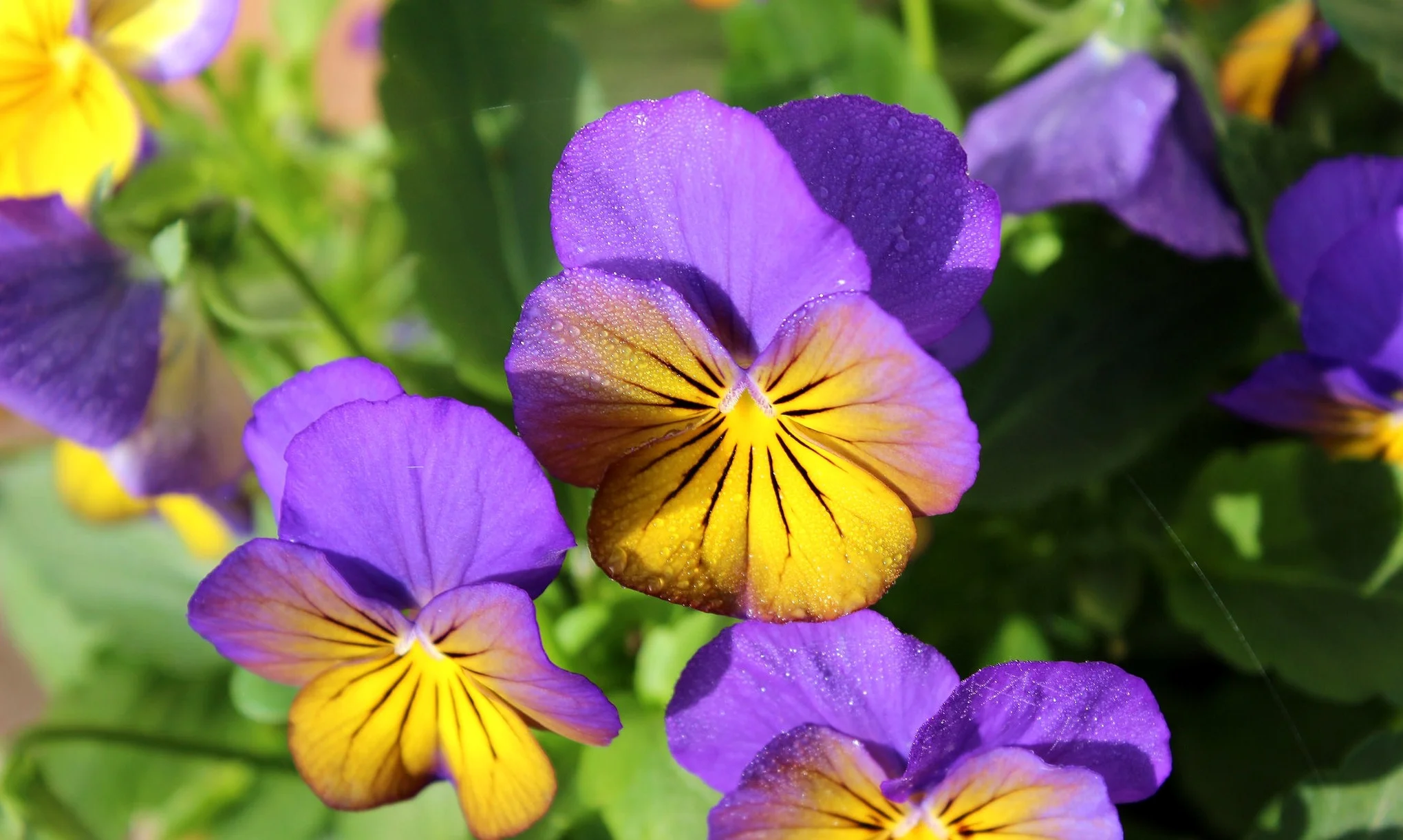 pansy1.jpg