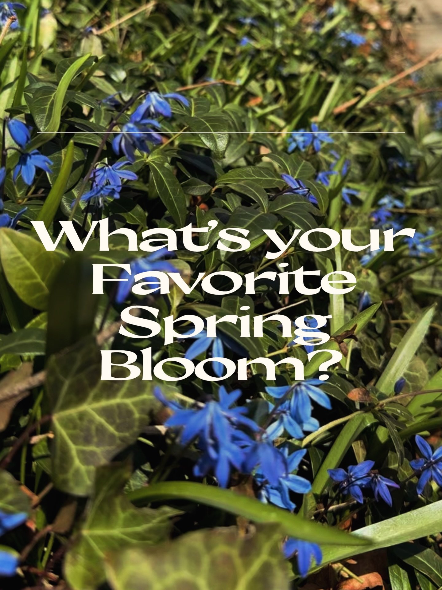 Spring has arrived in the gardens &mdash; and she did not come quietly. 💙💛 Swipe through some of our favorite early blooms showing up right now across Grosse Pointe. Drop your favorite in the comments &mdash; we want to know what&rsquo;s making you