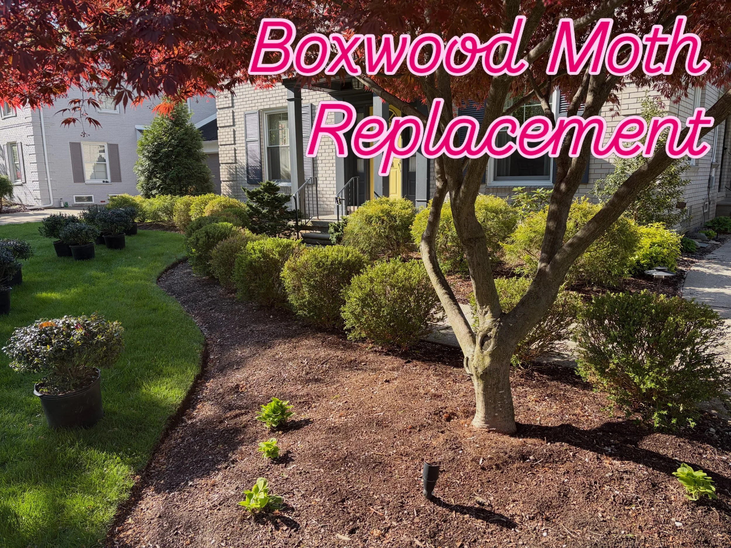 We did what we said we would. 🌿
Yesterday on Mondays with Mil, Mil talked about the right way to remove boxwood from your garden beds. And this week, that is exactly what we are doing. Out with the dead boxwood and in with something we are genuinely