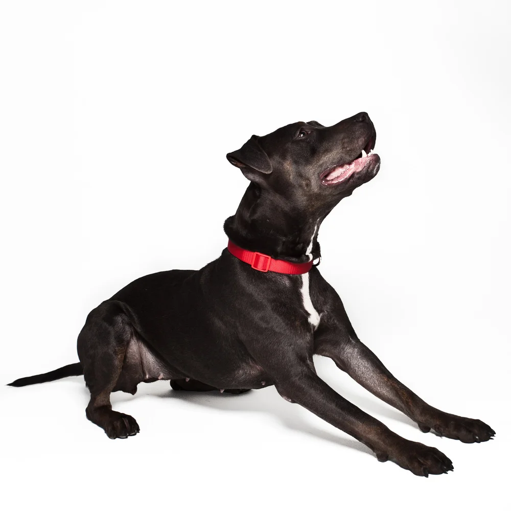 blackwhitebackpooch.jpg