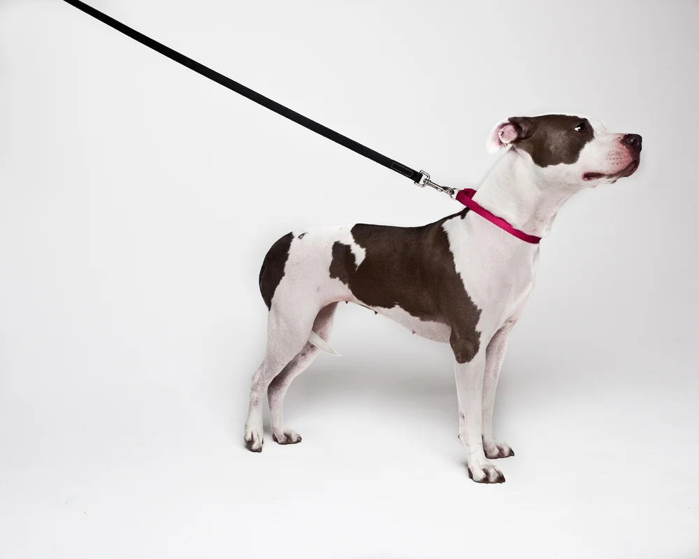whoadoggiepooch.jpg