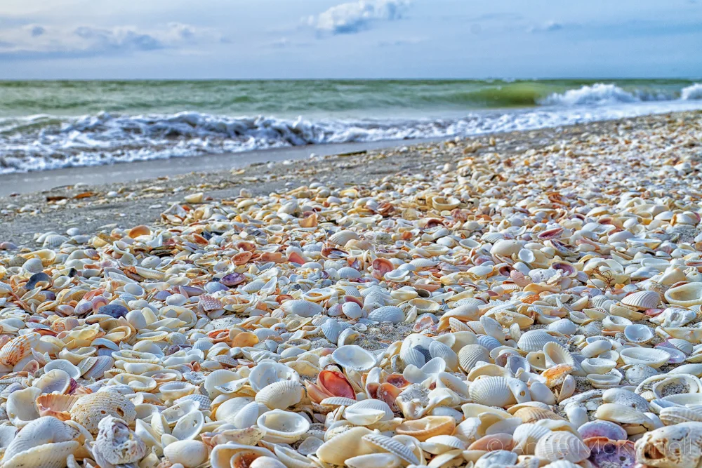 florida_20120102__MG_6692-Edit_lg.jpg