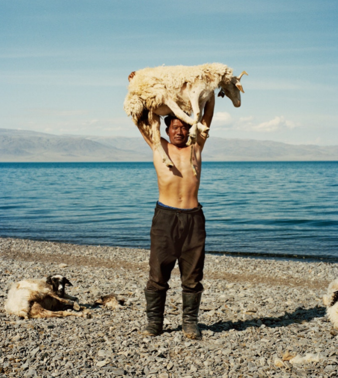 A local herder shearing his sheep on the shores of Üüreg Lake (Үүрэг нуур) in western Mongolia.