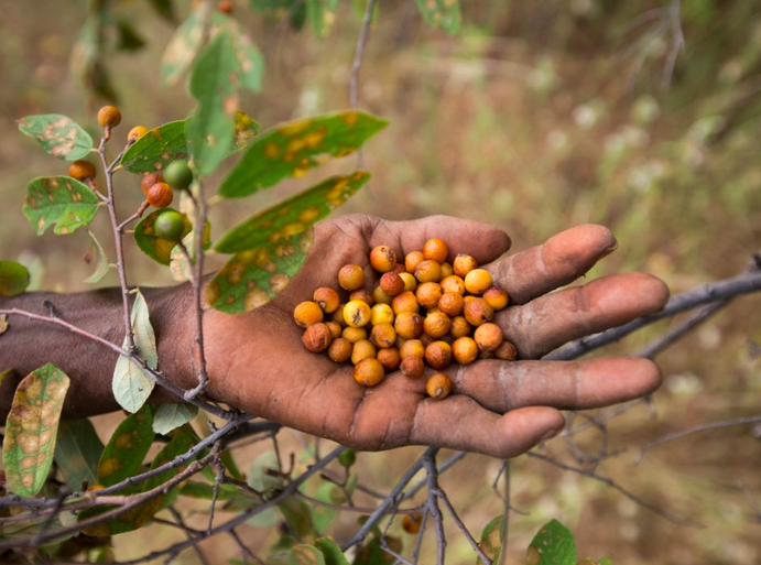 The Hadza walk in the surrounding savannah for a few hours and gather what they need for the day.