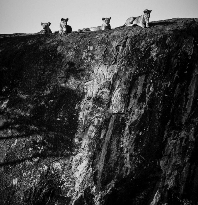 Above: Lioness (2015)