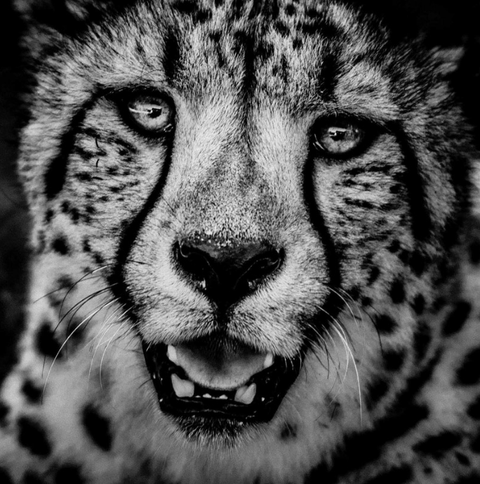 Above: Cheetah portrait (2013)