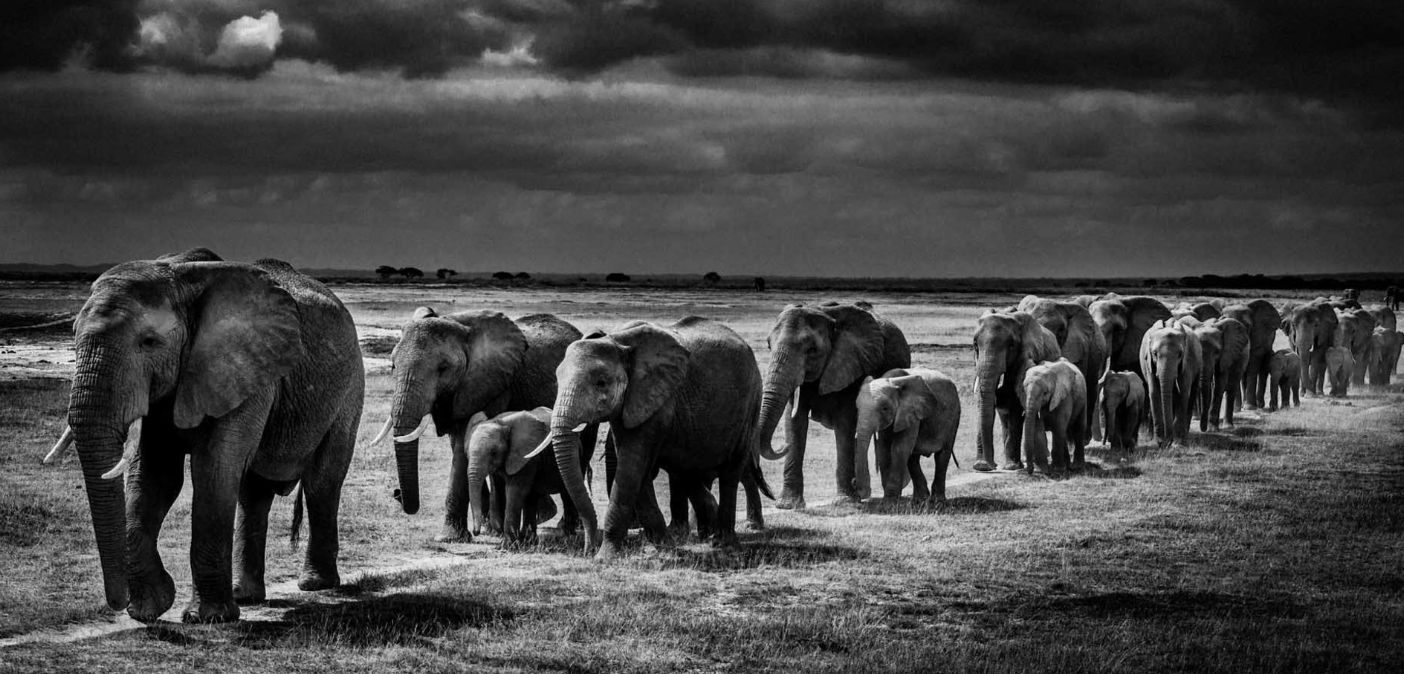 Above: Elephants crossing the plain (2013)