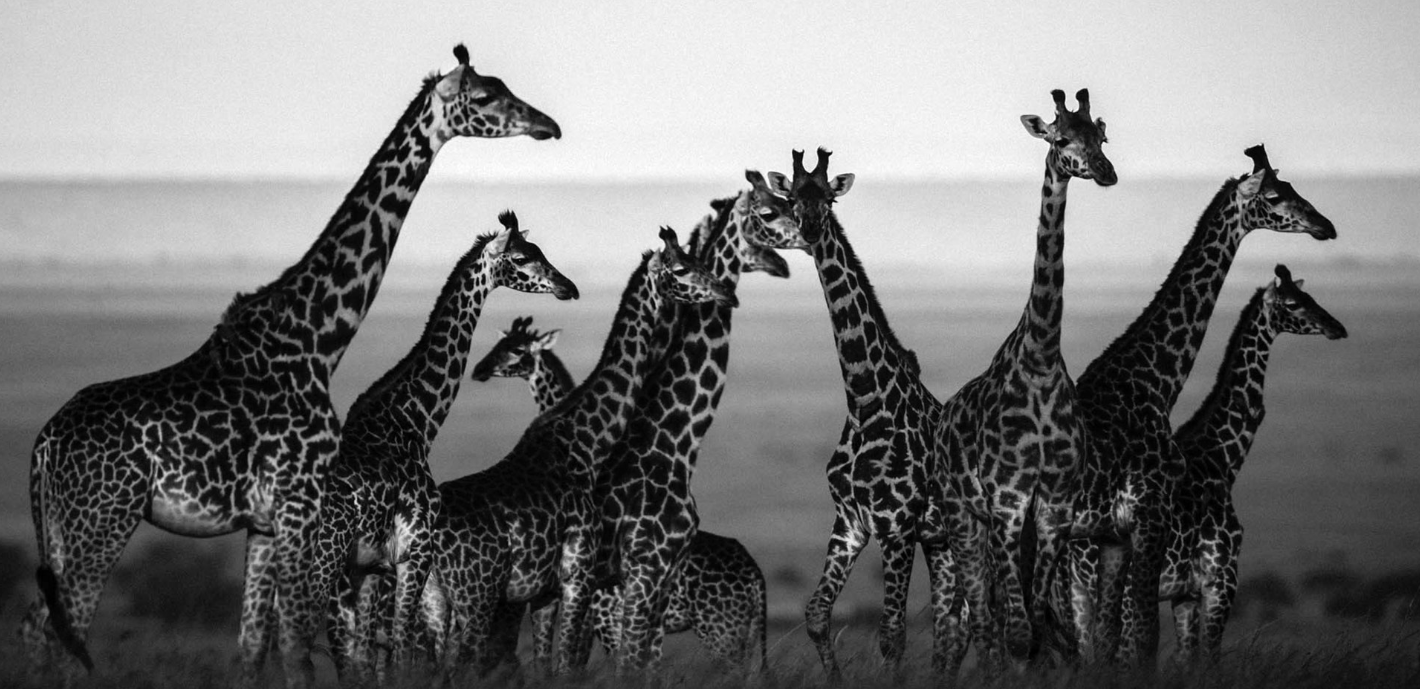 Above: Giraffe in harmony with their natural setting (2013)